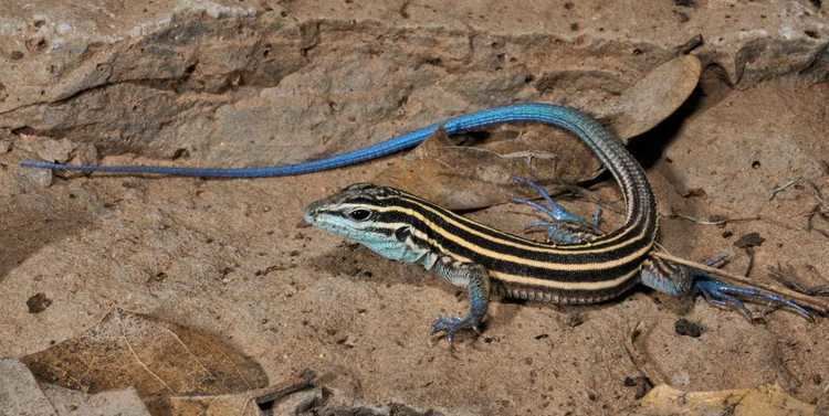 whiptail life cycle stages